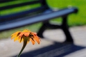 08.06.2010 Blume-Pfalz-09-D32_8955